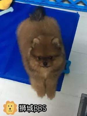 博美幼犬 新加坡宠物相关 狮城论坛