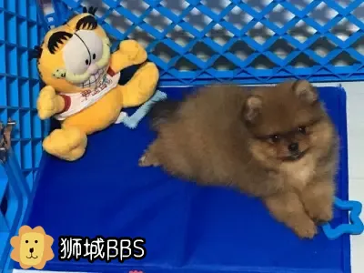 ダウンロード博美犬价格马来西亚21 博美犬价格马来西亚21 Jpirasuto571iui